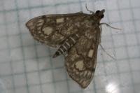 Anania stachydalis