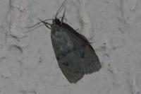 Apaidia mesogona