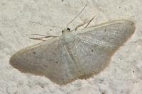 Idaea