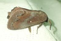 Dendrolimus pini pini