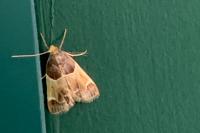 Pyralis farinalis