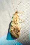 Tegostoma comparalis