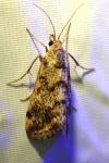 Tegostoma comparalis