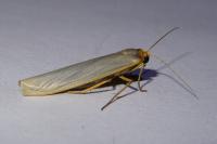 Eilema caniola