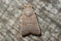 Hoplodrina ambigua