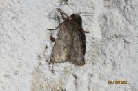 Luperina testacea