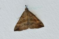 Hypena proboscidalis