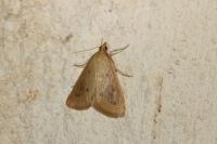 Achyra nudalis
