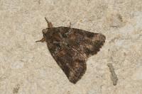 Bryophila vandalusiae