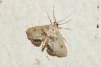 Cataclysta lemnata