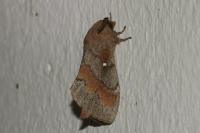 Dendrolimus pini pini