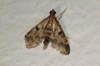 Duponchelia fovealis
