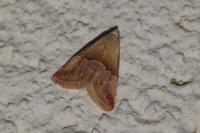 Eublemma parva