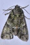 Polyphaenis sericata