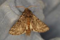 Thaumetopoea pityocampa