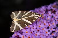 Euplagia quadripunctaria