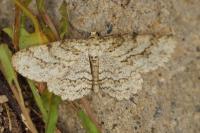 Ectropis crepuscularia