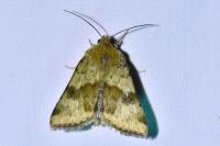 Heliothis viriplaca