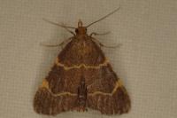 Hypsopygia rubidalis