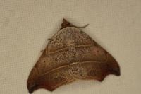 Laspeyria flexula