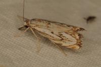 Catoptria falsella