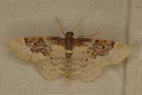 Idaea rusticata
