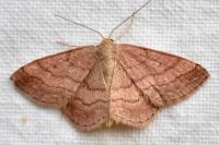 Scopula rubiginata
