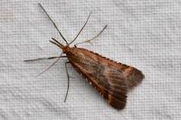 Synaphe punctalis