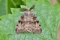 Lymantria dispar