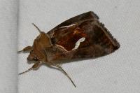 Macdunnoughia confusa