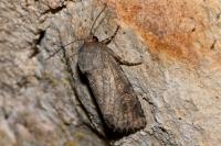 Luperina testacea