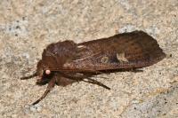 Xestia xanthographa