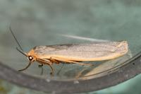 Manulea complana