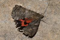 Catocala nupta