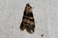 Euzophera pinguis