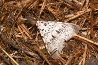 Lymantria monacha