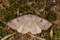Lygephila pastinum