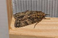 Acronicta rumicis