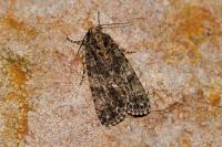 Acronicta rumicis