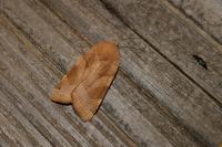 Noctua fimbriata/tirrenica