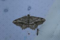 Chiasmia aestimaria