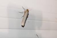 Eilema caniola