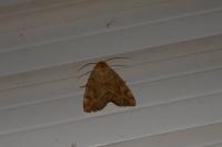 Cosmia trapezina