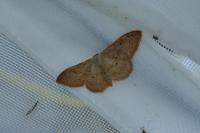 Idaea rubraria
