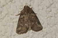 Bryophila vandalusiae