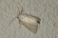 Eublemma pura