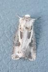Agrotis vestigialis