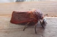 Phragmatobia fuliginosa