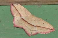 Timandra comae