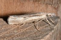 Agriphila geniculea